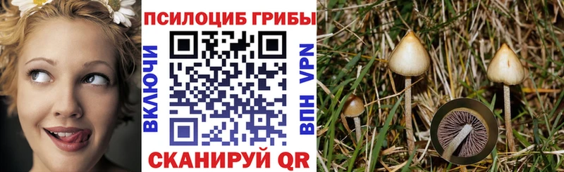 это Telegram  Болотное  Псилоцибиновые грибы Cubensis 